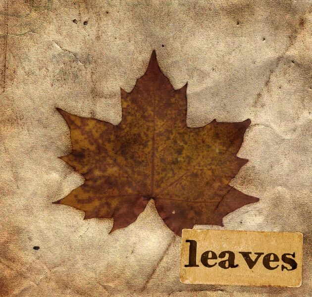 Файл:mattisson - Leaves.jpg