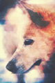 Auxcide - Laniakea - Laniakea Wolf Poster.png